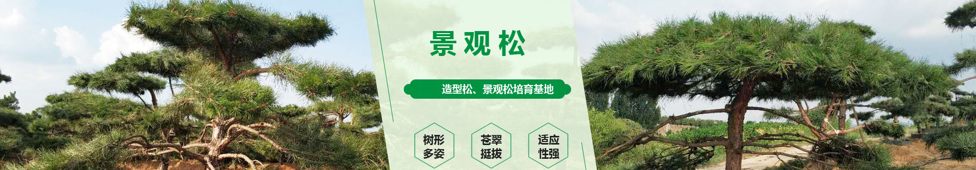 陕西栩林生态园林有限公司
